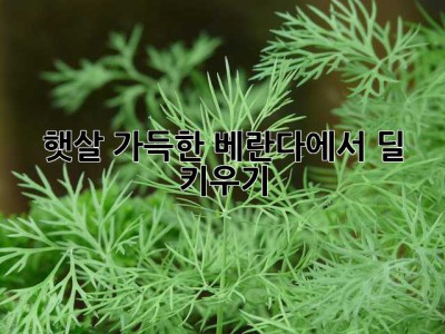 햇살 가득한 베란다에서 딜 키우기🌿